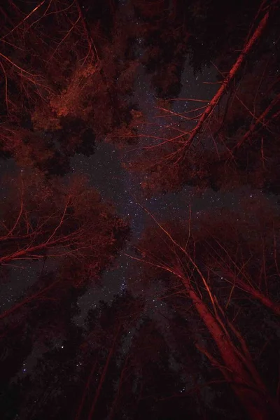 Cielo Estrellado Noche Bosque Otoño — Foto de Stock