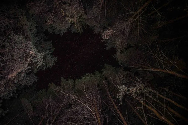 Nachthimmel Herbstlichen Wald — Stockfoto