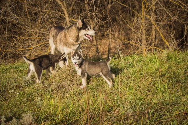 Cachorros Raza Siberiana Husky Negro Blanco Gris —  Fotos de Stock