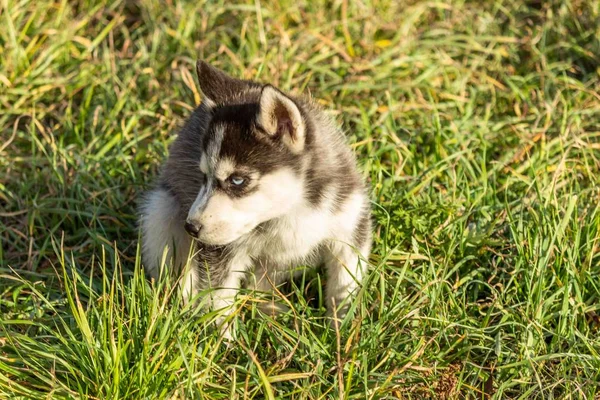子犬はシベリアのハスキーブラックとホワイトグレーを繁殖させます — ストック写真