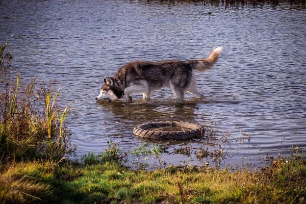 Rasse Erwachsene Männchen Sibirischer Husky Für Einen Spaziergang — Stockfoto