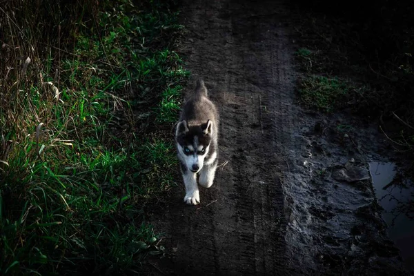 Welpen Züchten Sibirische Huskys Schwarz Und Weiß Grau — Stockfoto