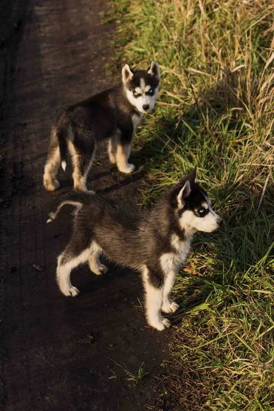 Cachorros Raça Siberian Husky Preto Branco Cinza — Fotografia de Stock