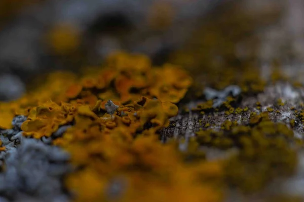 Жовтий Грибок Викликаний Вогкістю Дереві — стокове фото