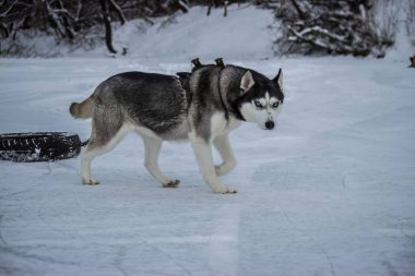 Köpekler soğuk Rusya 'da Sibirya kurdu kışı yetiştirir. Pist lastiklerini temizler.