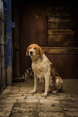 Köpek cinsi, köpek yavrusu, köpek yavrusuyla çevrelenmiş bir köpek..