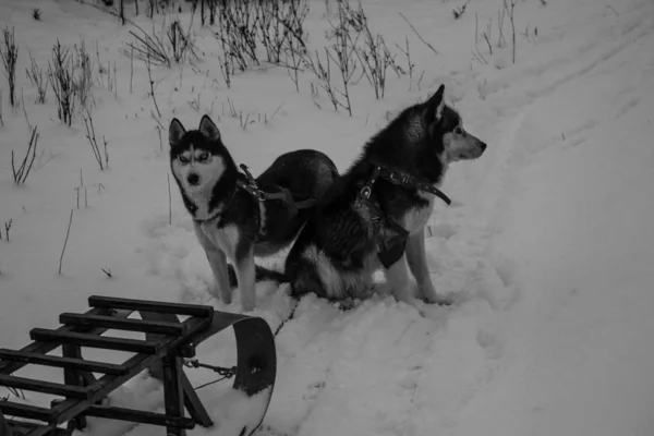 Team Husky Sled Dogs Running Snowy Wilderness Road Sledding Husky — Stock Photo, Image