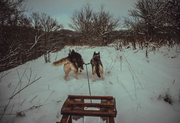 Team Husky Sled Dogs Running Snowy Wilderness Road Sledding Husky — Stock Photo, Image