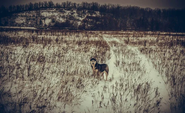 Psi Plemeno Sibiř Husky Zima Chladném Rusku — Stock fotografie