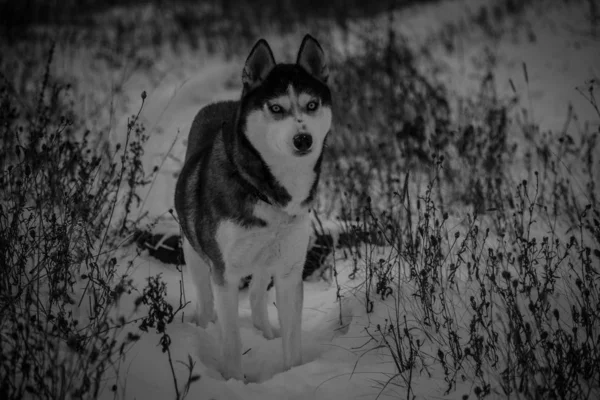 Psy Hodują Syberyjską Husky Zimę Zimnej Rosji — Zdjęcie stockowe