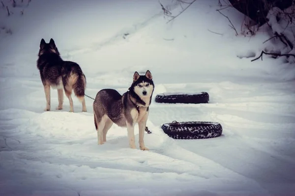 Köpekler Soğuk Rusya Sibirya Kurdu Kışı Yetiştirir Pist Lastiklerini Temizler — Stok fotoğraf