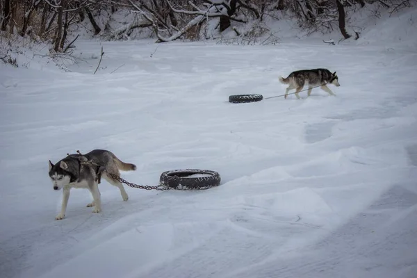 Cães Raça Inverno Husky Siberiano Frio Rússia Limpar Pneus Pista — Fotografia de Stock