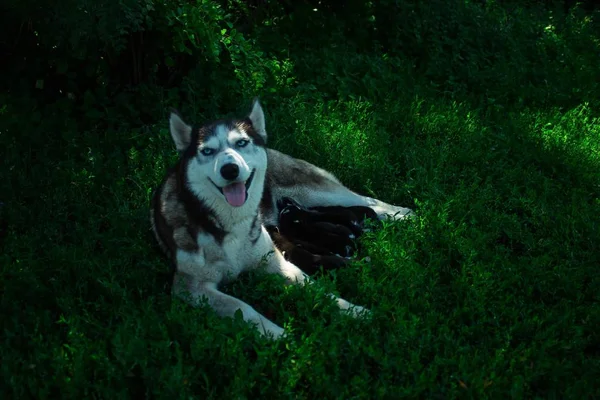 Mały Piękny Szczeniaki Rasa Syberyjski Husky — Zdjęcie stockowe