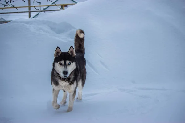 Cães Raça Inverno Husky Siberiano Frio Rússia — Fotografia de Stock
