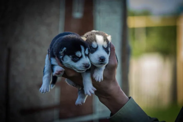 Egy Kis Gyönyörű Kölyökkutyák Tenyészt Szibériai Husky — Stock Fotó