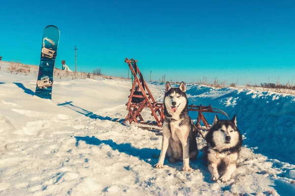 Team Husky Sled Dogs Running Snowy Wilderness Road Sledding Husky — Stock Photo, Image