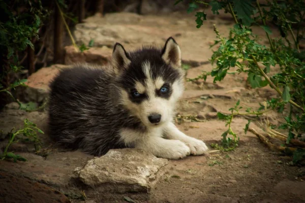 Liten Vacker Valp Föda Sibirien Husky — Stockfoto