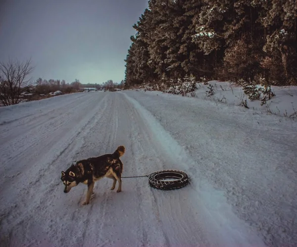 Cães Raça Inverno Husky Siberiano Frio Rússia — Fotografia de Stock