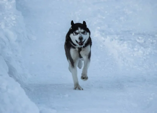 Собаки Порождают Сибирскую Хаски Зиму Холодной России — стоковое фото