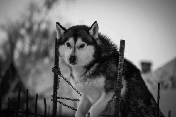 在寒冷的俄罗斯 狗养西伯利亚哈士奇冬季 — 图库照片