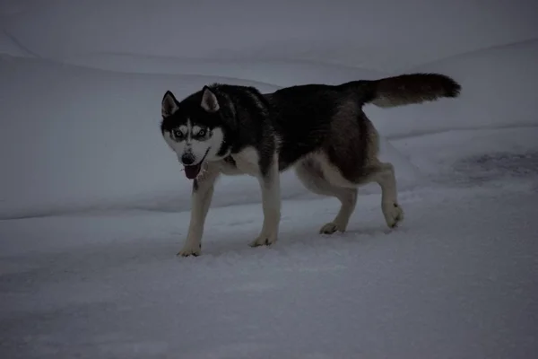 Psi Plemeno Sibiř Husky Zima Chladném Rusku — Stock fotografie