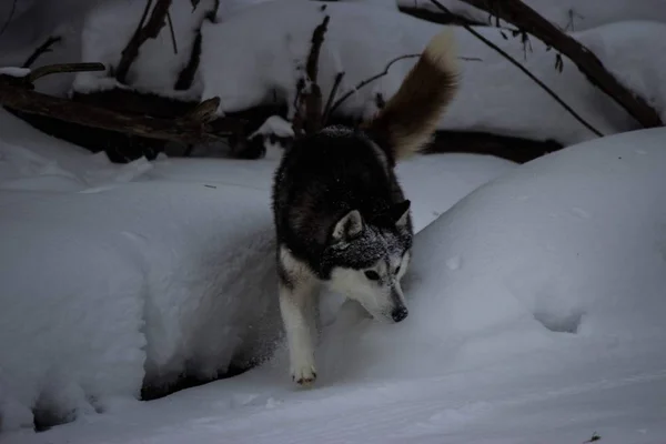 Cães Raça Inverno Husky Siberiano Frio Rússia — Fotografia de Stock