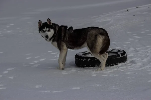 Cães Raça Inverno Husky Siberiano Frio Rússia — Fotografia de Stock