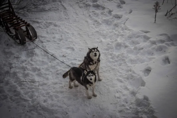 A team of  husky sled dogs running on a snowy wilderness road. Sledding with husky dogs in winter  countryside. Husky dogs in a team in winter landscape.