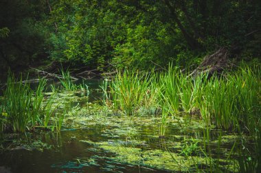 Nehir-yaz manzarası. Rus köyünde güzel bir gün..