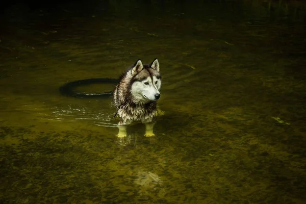 Chiens Race Husky Sibérien Promenade Rivière — Photo