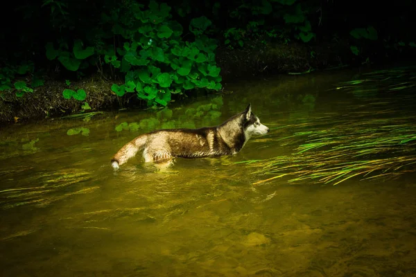 Hunde Sibirische Huskys Züchten — Stockfoto
