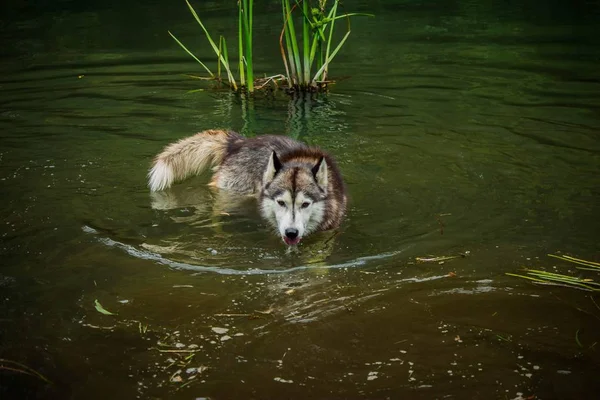 Perros Raza Husky Siberiano Paseo Por Río — Foto de Stock