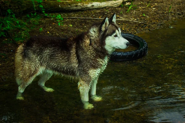 Cani Razza Husky Siberiano Sulla Passeggiata Fiume — Foto Stock