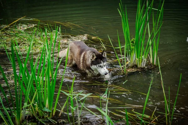 Hunde Sibirische Huskys Züchten — Stockfoto