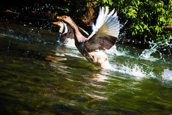 geese on the river.