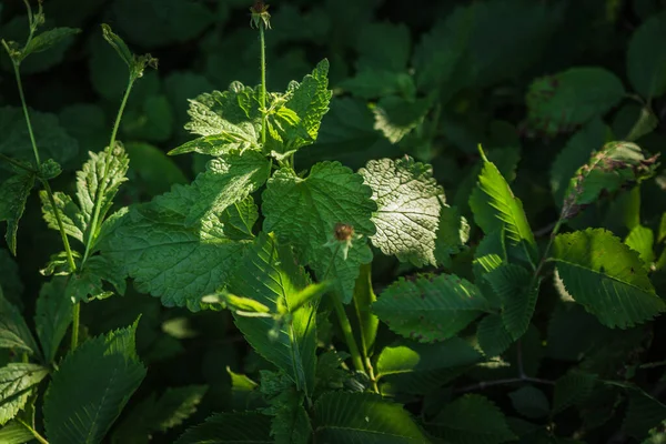 Summer Plants Early Morning Russia — Stock Photo, Image
