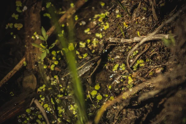 Жаба Влітку Ставку Амфібії — стокове фото