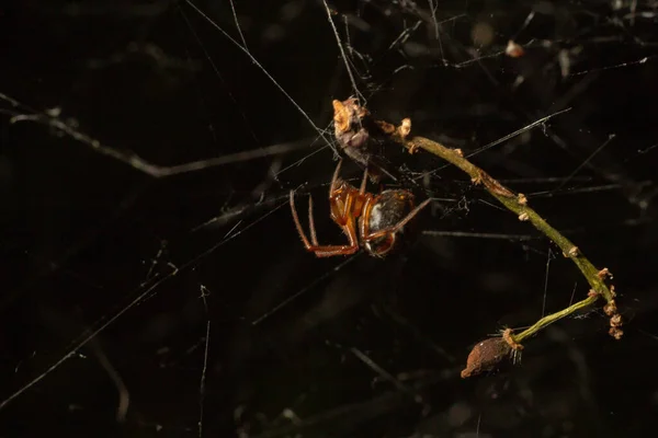 Aranha Tece Sua Teia Fotografia Macro Insetos — Fotografia de Stock