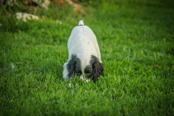 Ein Kleiner Spaniel Hund Namens Irma Zukünftiger Jäger — Stockfoto