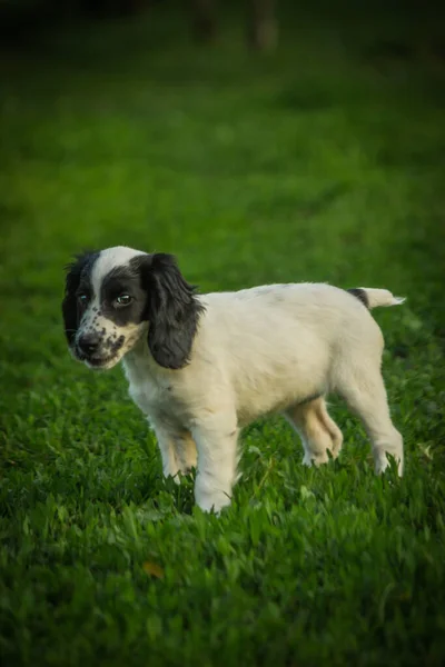 Pequeño Perro Español Llamado Irma Futuro Cazador —  Fotos de Stock