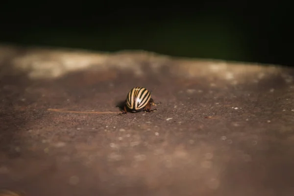 Foto Macro Tiro Dos Insetos Besouro Colorado — Fotografia de Stock