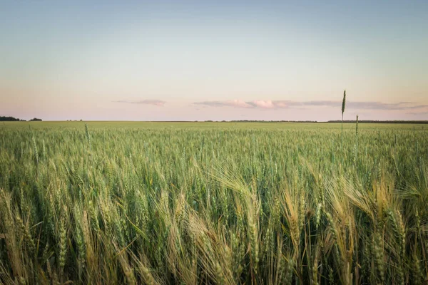 the fields are sown with grain. Mature crops in the Russian Federation.