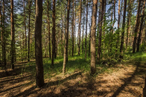 Forest Landscape Pine Forest Sunny — Stock Photo, Image