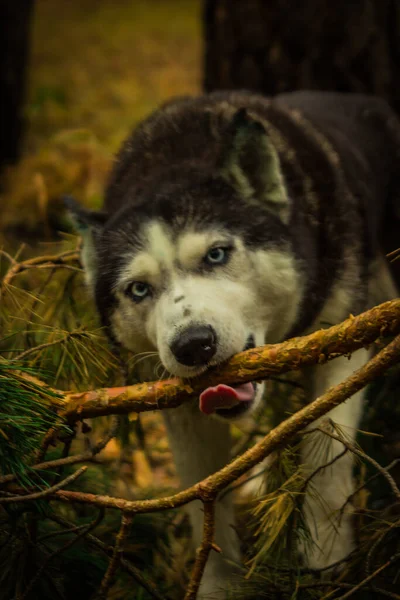 Az oroszországi erdőben élő szibériai husky fajta kutyái — Stock Fotó