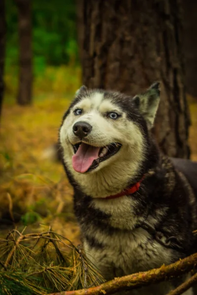 Psy syberyjskiej rasy husky mieszkające w lesie w Rosji — Zdjęcie stockowe