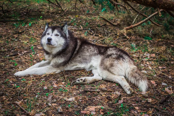 Perros de la raza husky siberiana que viven en el bosque en Rusia —  Fotos de Stock