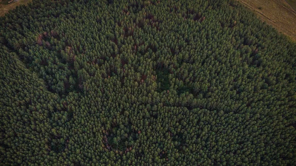 Florestas Verdes Uma Aldeia Russa Verão Fotografia Aérea Foto Alta — Fotografia de Stock