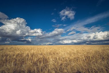 Bulutlu bir gökyüzünün altında tahıl mahsulü olan bir manzara alanı. Yüksek kalite fotoğraf