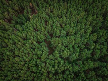 Yazın çok güzel kokulu çam ormanı. Rusya Federasyonu. Yüksek kalite fotoğraf