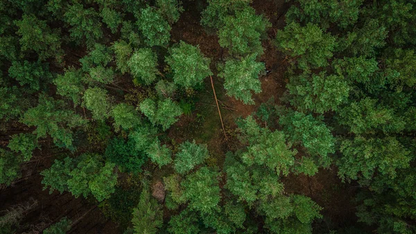 Floresta Pinheiros Muito Perfumada Verão Federação Russa Foto Alta Qualidade — Fotografia de Stock